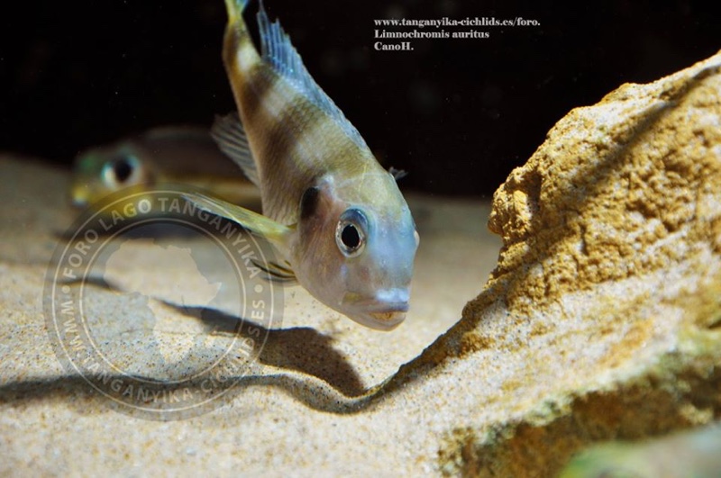 Limnochromis auritus